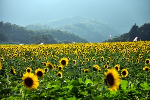 【中山ひまわり団地】夏に行きたいひまわり畑ランキング3位！今年もひまわりが咲き始めました！　※7/22（土）若干空室あります。