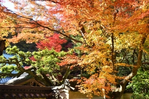 【香川の紅葉スポット】四国霊場第82番札所「根香寺」