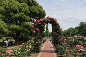 【高松・亀水中央公園】105種1600株のバラが見頃♪　※5月18日（土）桜の抄に空室あり