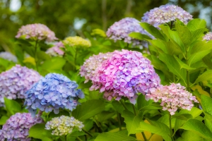 【国営讃岐まんのう公園】色も形もさまざま約40品種2万本の紫陽花を堪能♪
