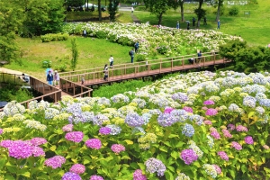 【国営讃岐まんのう公園】色も形もさまざま約40品種2万本の紫陽花を堪能♪