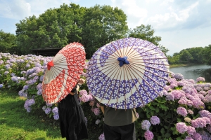 【国営讃岐まんのう公園】「あじさいまつり」6/30まで開催中！★40品種2万株のアジサイ満喫