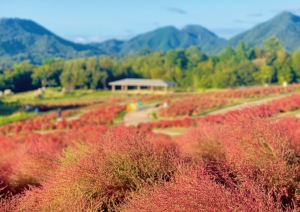 【国営讃岐まんのう公園】6000本のコキアが赤く色づいてきています。