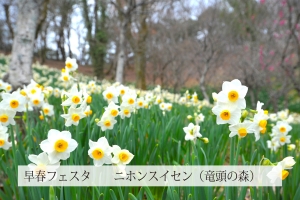 ​🌸【国営讃岐まんのう公園】早春フェスタ開催中！🌸