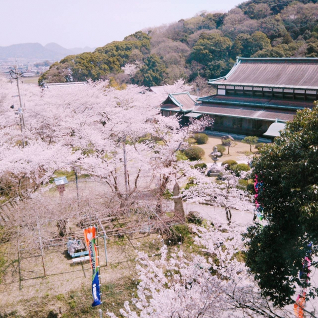 琴平の公会堂の桜もほぼ満開♪