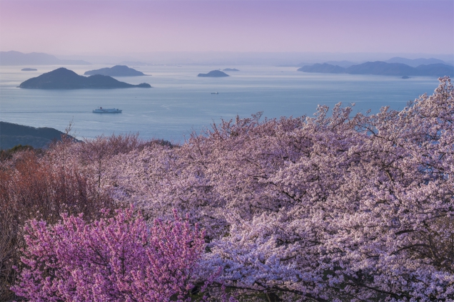 2019年　桜スポット②~紫雲出山～