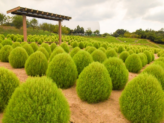 【国営讃岐まんのう公園】コキアが大きく育っています