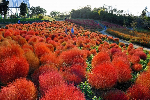 【国営讃岐まんのう公園】「秋！色どりフェスタ」　9月16日より始まりました。