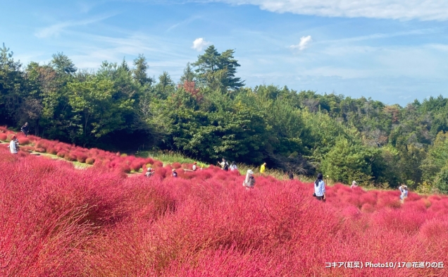 10月19日（土）空室あります。この週末は香川の紅葉と温泉をお楽しみください♪