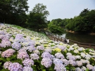 国営讃岐まんのう公園で“アジサイ”40種2万株が観賞♪♪