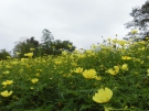 国営讃岐まんのう公園でキバナコスモスが見頃♪~秋！色どりフェスタ