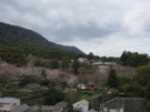 新しくオープンする温泉露天風呂付き客室から桜の眺望♪