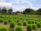 「まんのう公園」のコキアがすくすく育っています