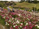 赤いコキアとコスモスが見頃♪（国営讃岐まんのう公園）