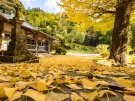 香川県の紅葉スポット　釈迦堂の大いちょう