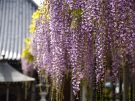 【萬福寺】藤の花の爽やかな香りでいっぱい♪