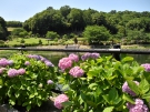 梅雨の時期を彩る香川のスポット★「やすらぎ公園」の紫陽花