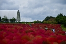 【国営讃岐まんのう公園】秋の深まり満喫！コキアの紅葉が見頃♪