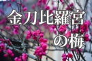 金刀比羅宮　「梅」の花が咲き始めています。