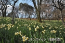 【国営讃岐まんのう公園】早春の花々が咲き始めています。