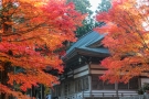 ★紅葉スポット【もみじ寺・雲辺寺】※10月下旬～11月上旬が見頃