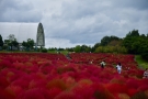 【国営讃岐まんのう公園】6000株の赤く紅葉したコキアが見頃を迎えています♪