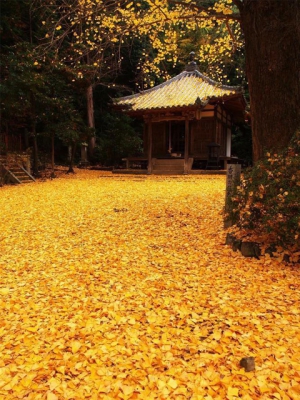 Best foliage spots of Kagawa - 3